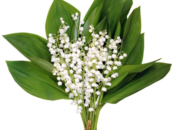 1er MAI 2026 – RALLYE DU MUGUET