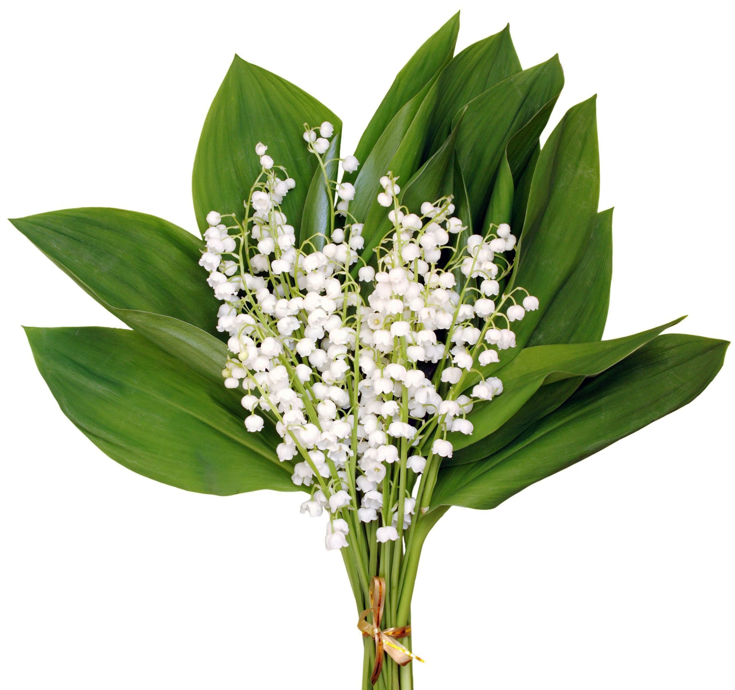 1er MAI 2026 – RALLYE DU MUGUET